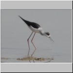 Black-winged stilt.jpg